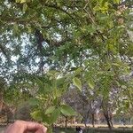Aegle marmelos Hoja
