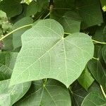 Jatropha curcas Blatt
