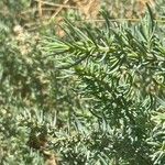 Suaeda maritima Likasa