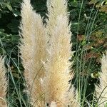 Cortaderia