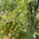 Prosopis velutina Hoja