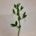 Lathyrus pratensis Leaf