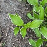 Hosta sieboldii Folla