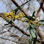 Acacia saligna Květ