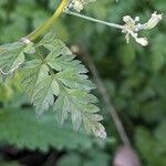 Anthriscus sylvestris Blatt