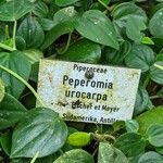 Peperomia urocarpa Autre