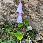 Soldanella pusilla Kwiat