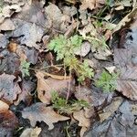 Geranium robertianum Ліст