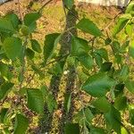 Betula nigra Liść