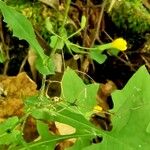 Lactuca muralis Flower