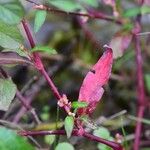 Persicaria minor Blatt