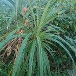 Pandanus urophyllus Leaf