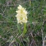 Dactylorhiza sambucinaŽiedas