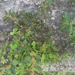 Euphorbia hirta Levél