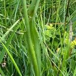 Traunsteinera globosa Hoja