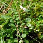 Linnaea borealis Hábitos