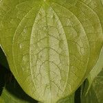 Dioscorea urophylla 葉