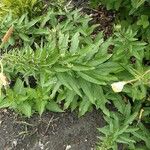 Oenothera glazioviana Hoja