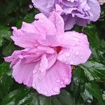 Hibiscus syriacus花