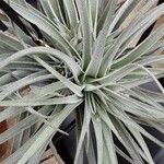 Tillandsia pohliana 葉