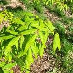 Acer mandshuricum Leaf