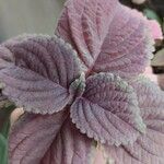 Plectranthus scutellarioidesBlatt