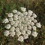 Daucus carotaFlower