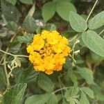 Lantana × strigocamara Flower