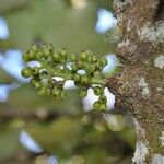 Monimia rotundifolia Цвят