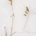 Bromus squarrosus 整株植物