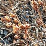 Hypericum perforatum Fruit