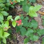 Vaccinium pallidum Fruchs