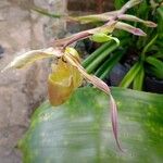 Phragmipedium longifolium Flower