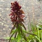 Pedicularis recutita Çiçek