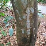 Guapira costaricana Hábito