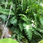 Pedicularis canadensis Leaf