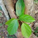 Ficus hispida पत्ता