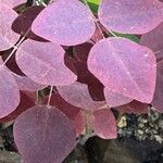Oxalis hedysaroides Hoja