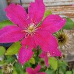 Clematis viticellaFlor