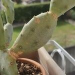 Opuntia stricta 葉