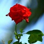 Rosa luciae Flor