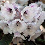 Rhododendron coriaceum Fiore