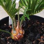 Cycas revoluta Συνήθη χαρακτηριστικά