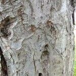 Malus domestica ᱪᱷᱟᱹᱞᱤ