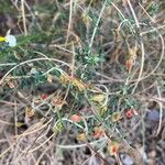 Helianthemum almeriense Blad