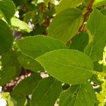 Hydrangea paniculata Blad