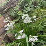 Allium triquetrum Flower