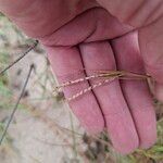 Paspalum vaginatum Fruit