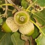 Quercus pubescens Fruit