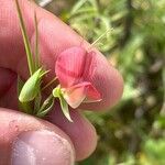Lathyrus cicera Blüte